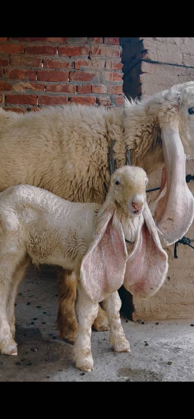 Paur Kajli female pichy asal kajla male bacha