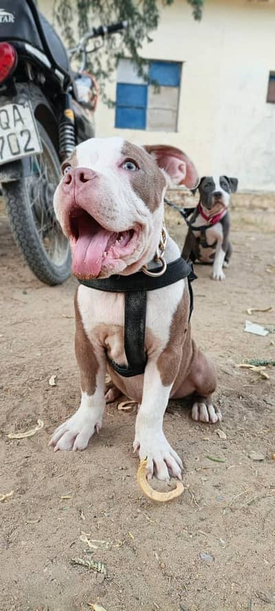 Pure American Bully XL Puppy – Healthy & Active”