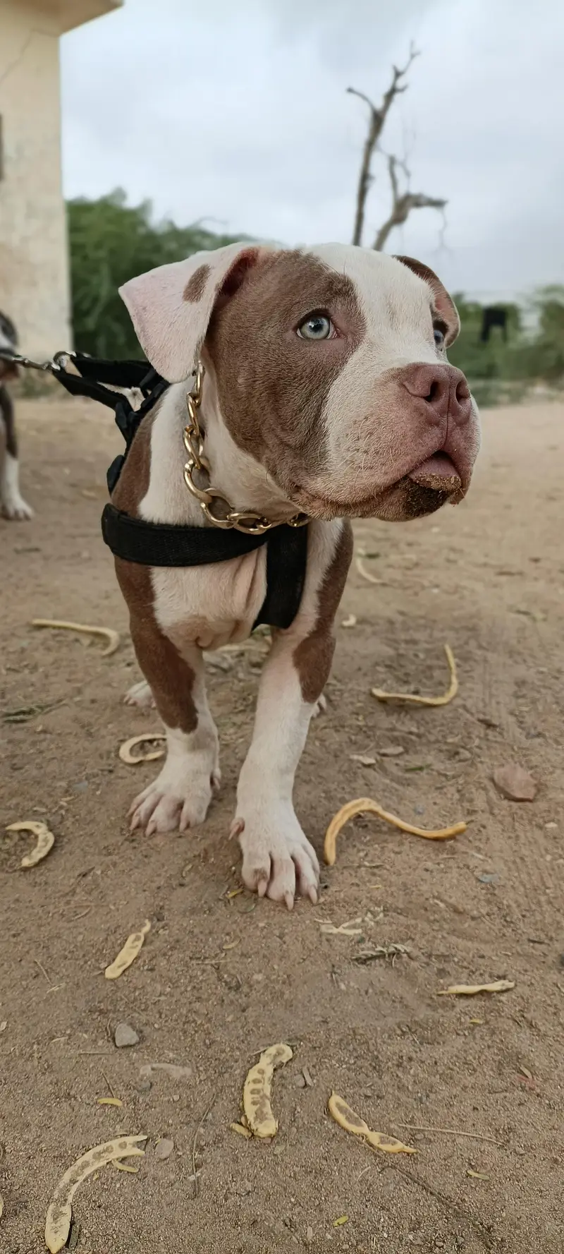 Pure American Bully XL Puppy – Healthy & Active” — photo 2