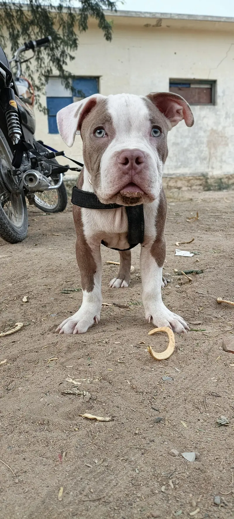 Pure American Bully XL Puppy – Healthy & Active” — photo 3