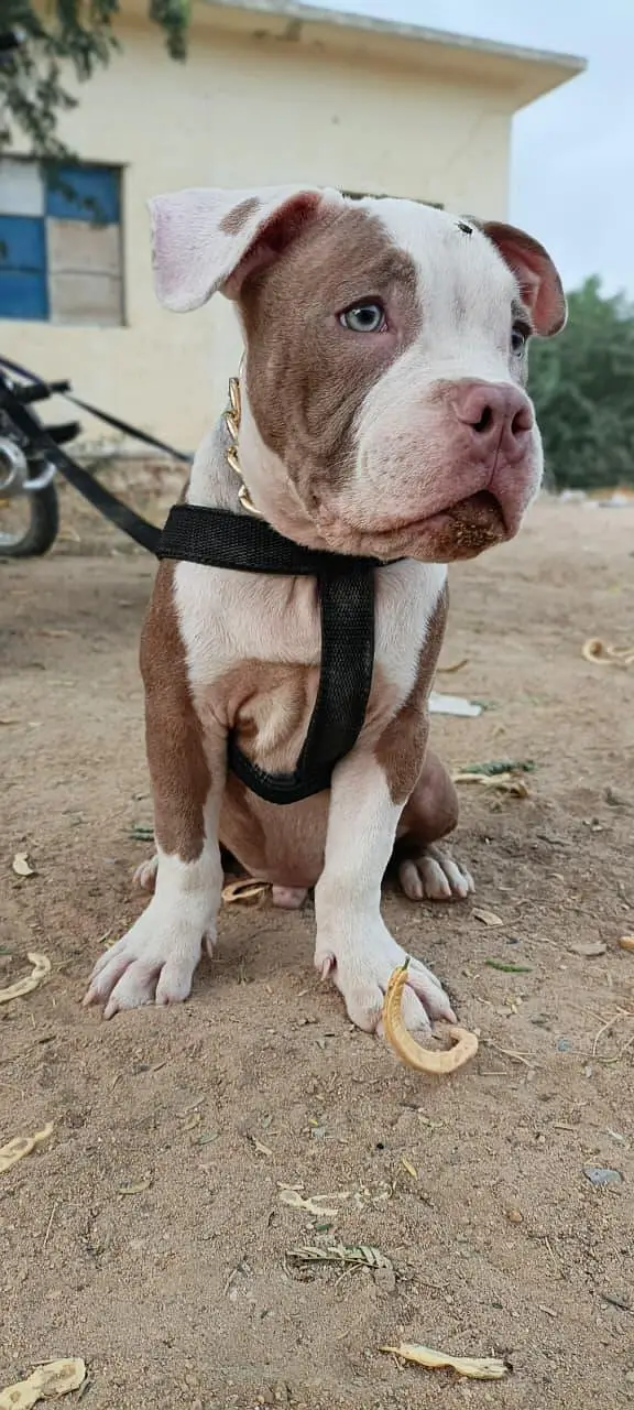 Pure American Bully XL Puppy – Healthy & Active” — photo 4