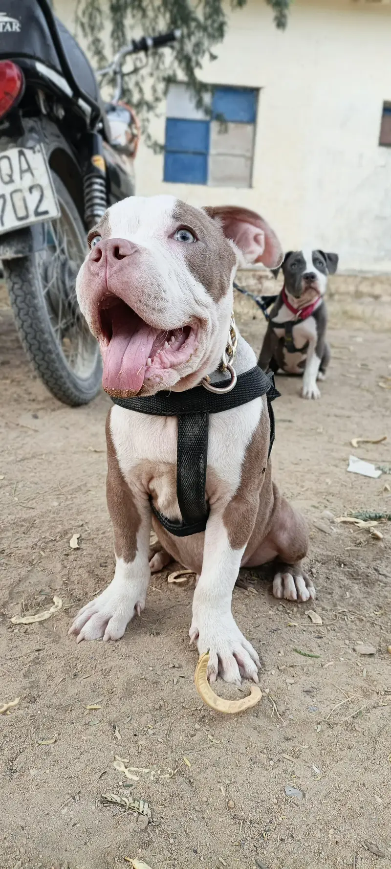 Pure American Bully XL Puppy – Healthy & Active” — photo 5