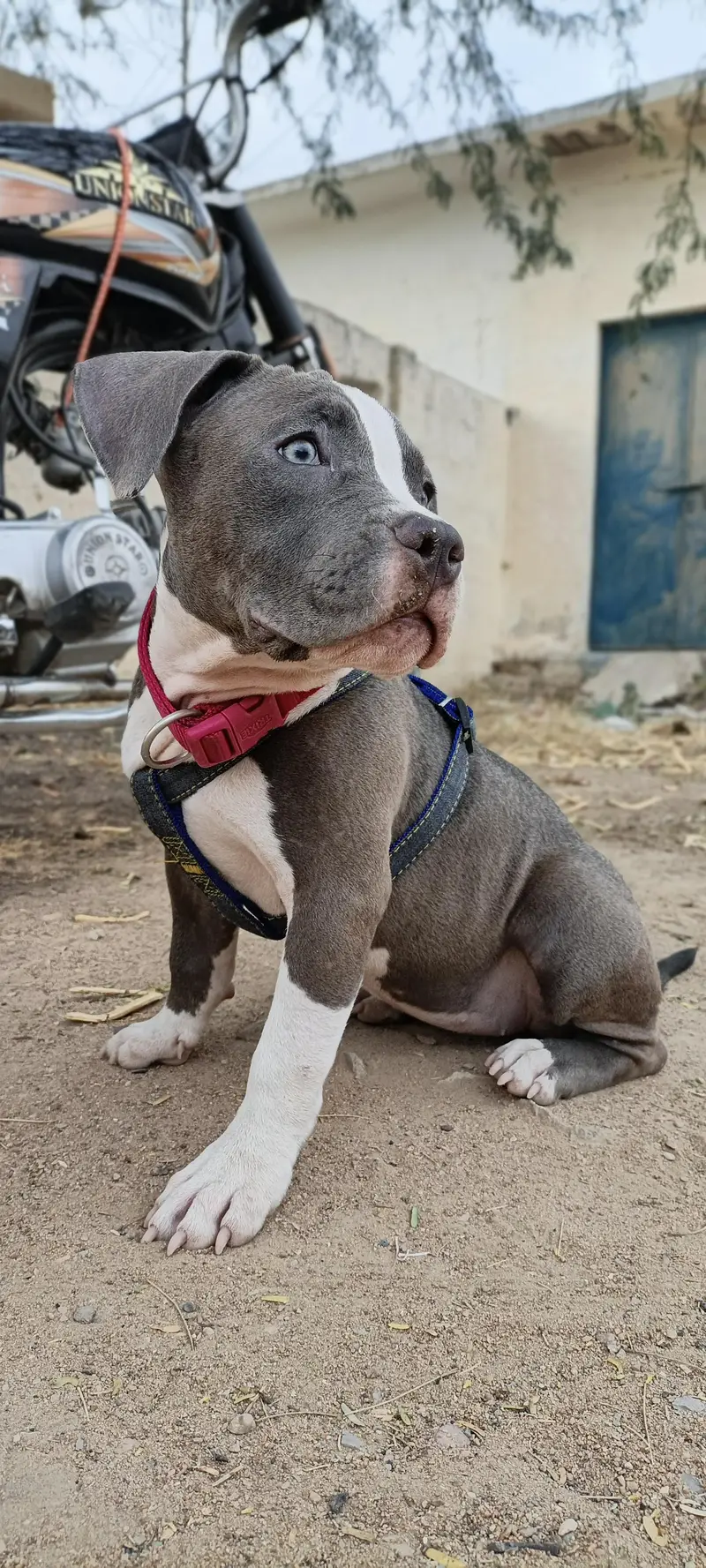 Pure American Bully XL Puppy – Healthy & Active” — photo 6