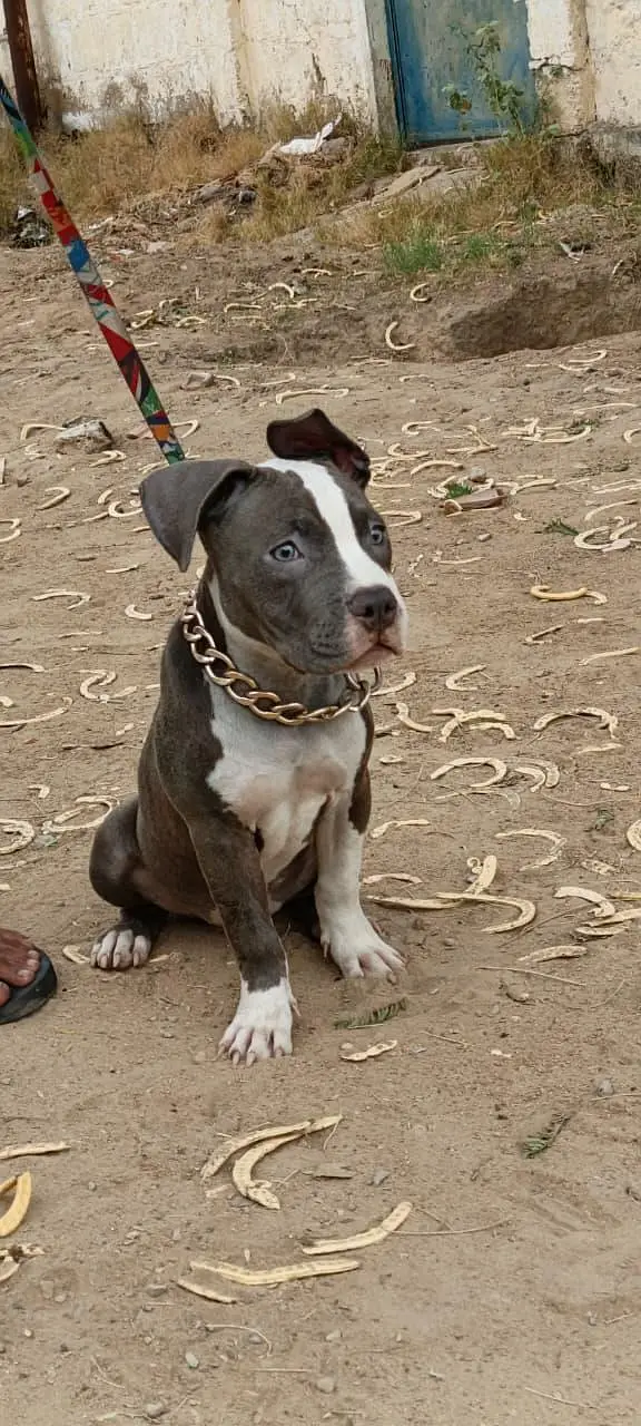 Pure American Bully XL Puppy – Healthy & Active” — photo 7