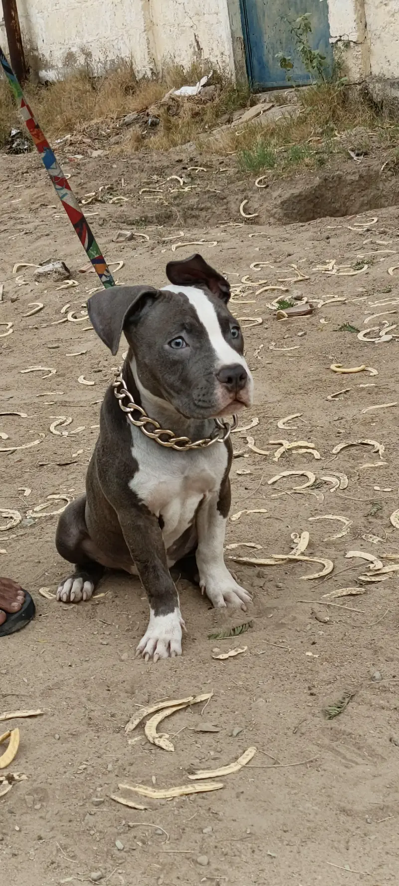 Pure American Bully XL Puppy – Healthy & Active” — photo 8