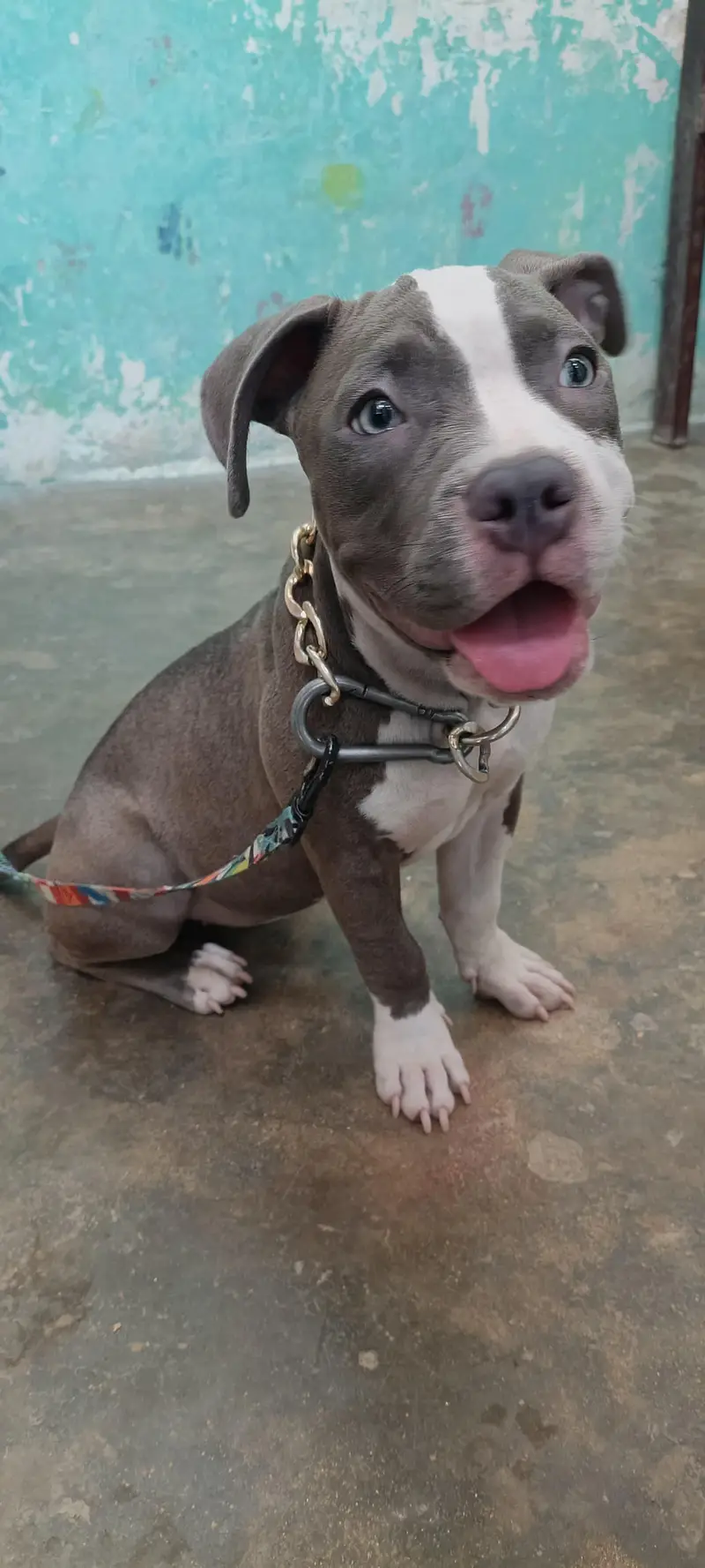 Pure American Bully XL Puppy – Healthy & Active” — photo 9