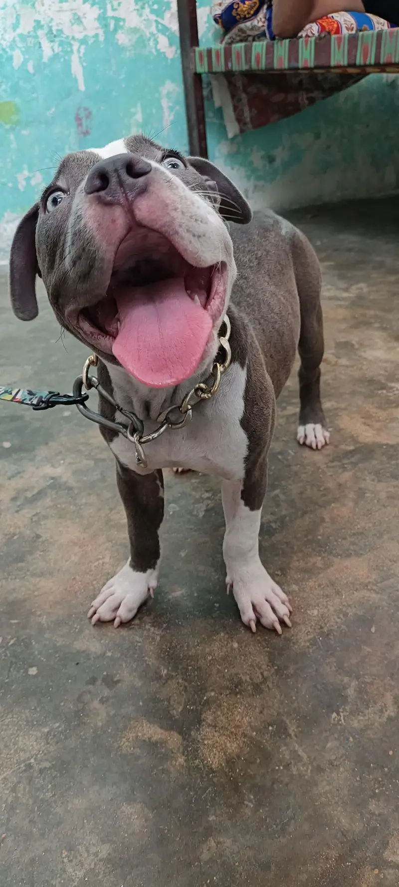 Pure American Bully XL Puppy – Healthy & Active” — photo 11