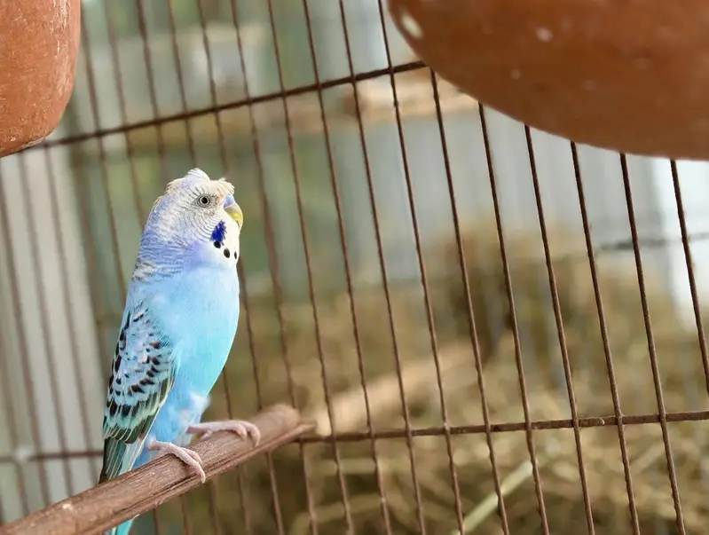 Australian budgie — photo 7