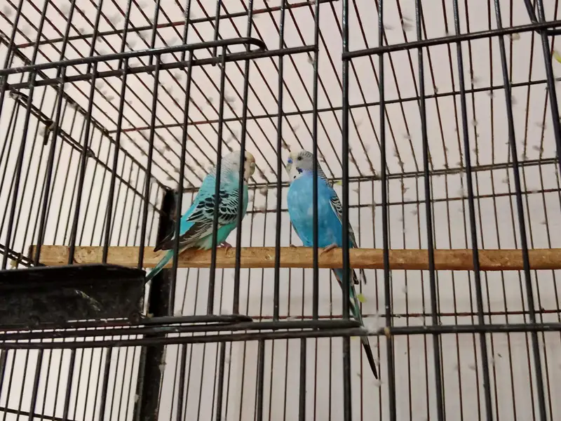 Australian budgie — photo 8