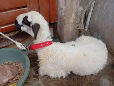 Sheep
