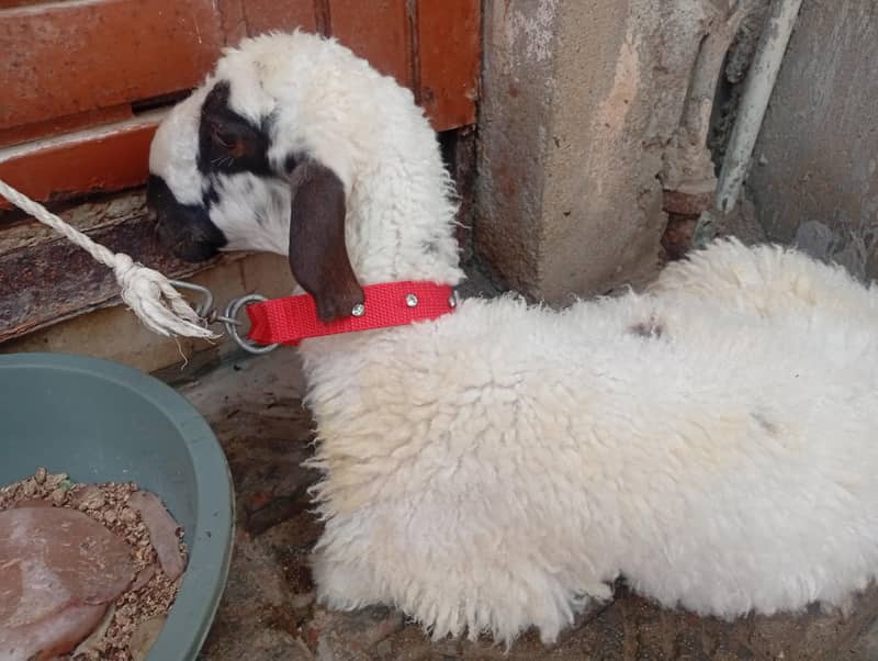 Sheep 2