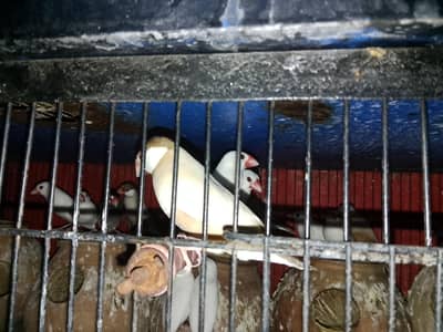 love bird breeder