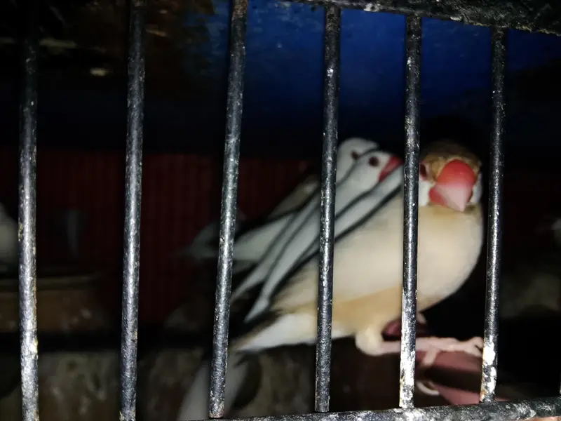 love bird breeder — photo 2