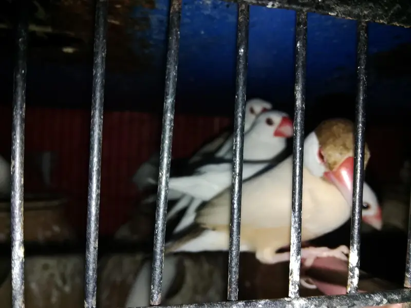 love bird breeder — photo 3