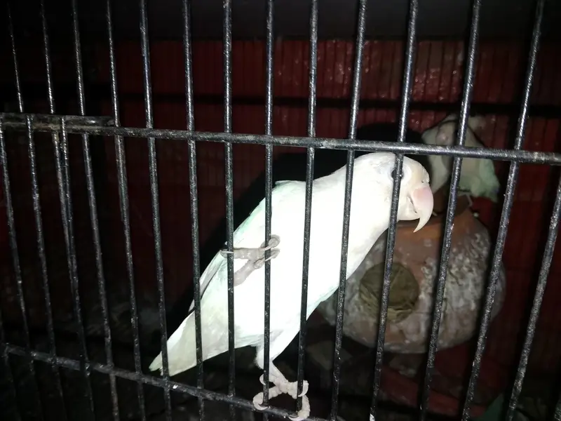 love bird breeder — photo 4