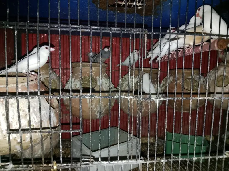 love bird breeder — photo 5