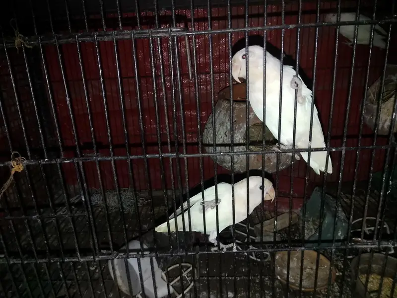 love bird breeder — photo 6