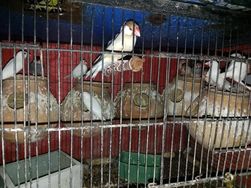 love bird breeder — photo 7
