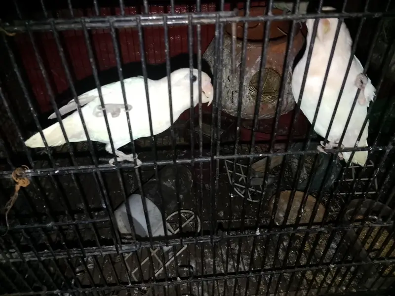 love bird breeder — photo 8