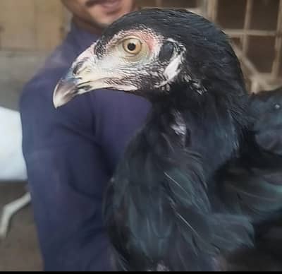 two ptahi for sale heathy and active