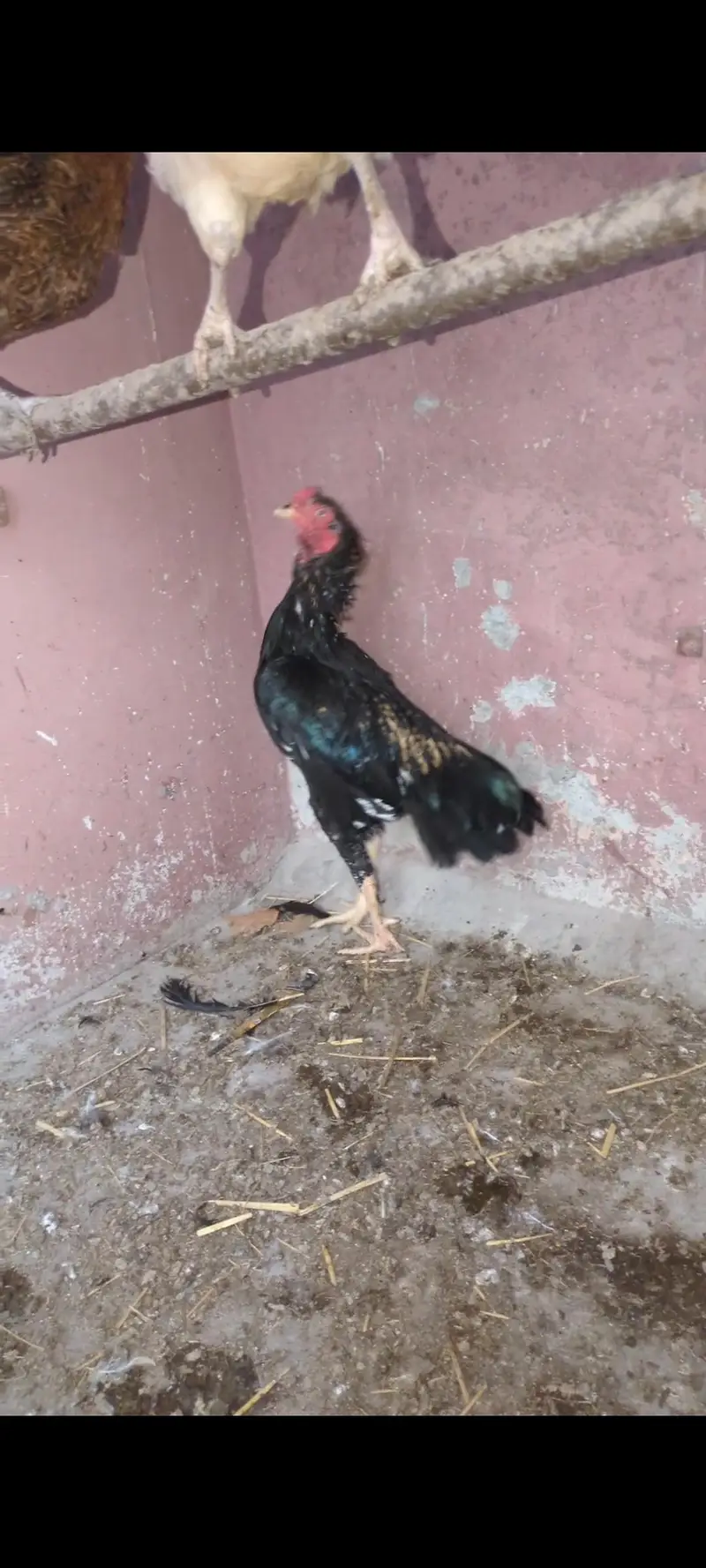 Mianwali Aseel. — photo 3