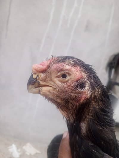 parrot beeg  female what's up 03194781010