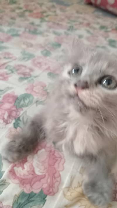 triple coat Persian kittens for sale