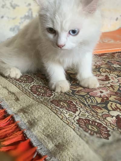 Persion cat