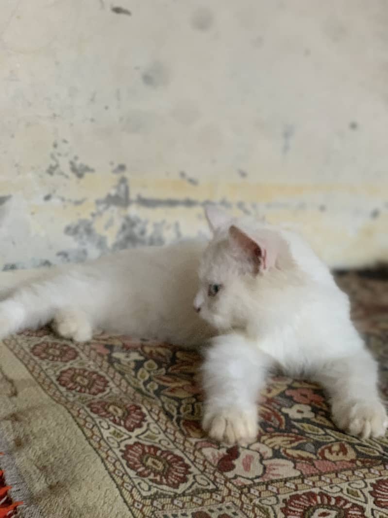 Persion cat 1