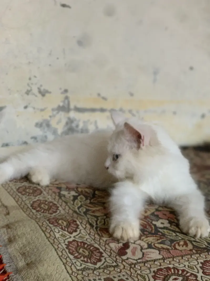 Persion cat — photo 2