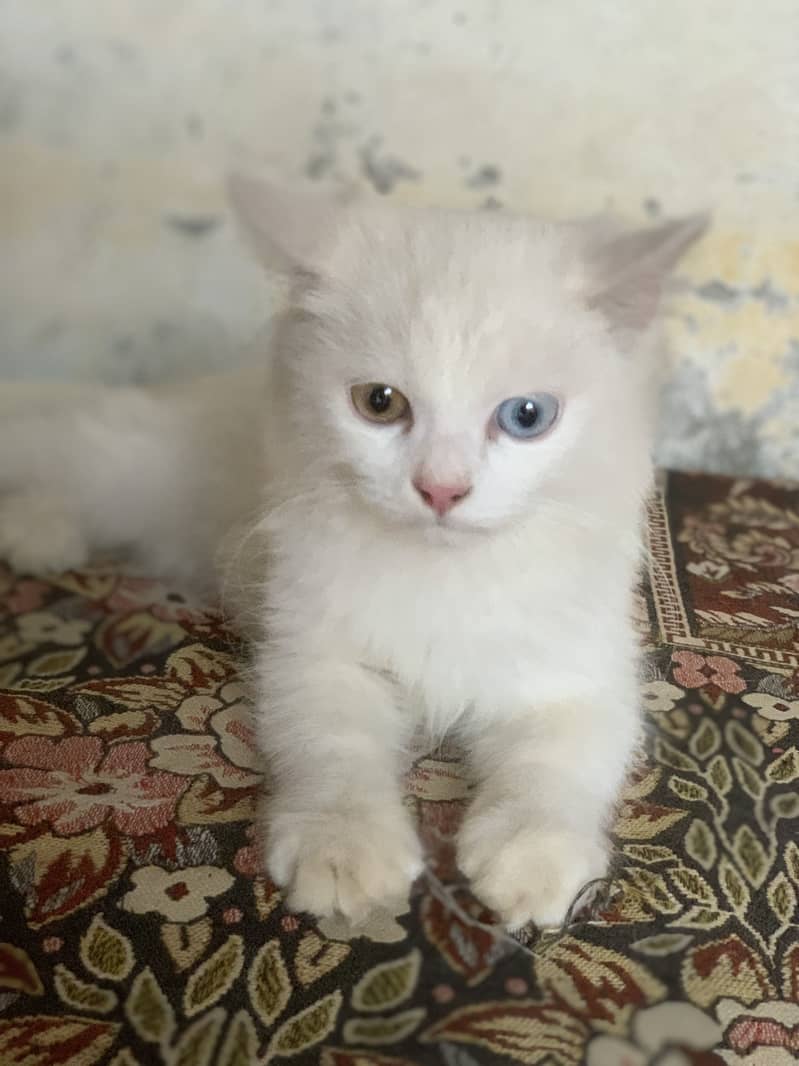 Persion cat 2