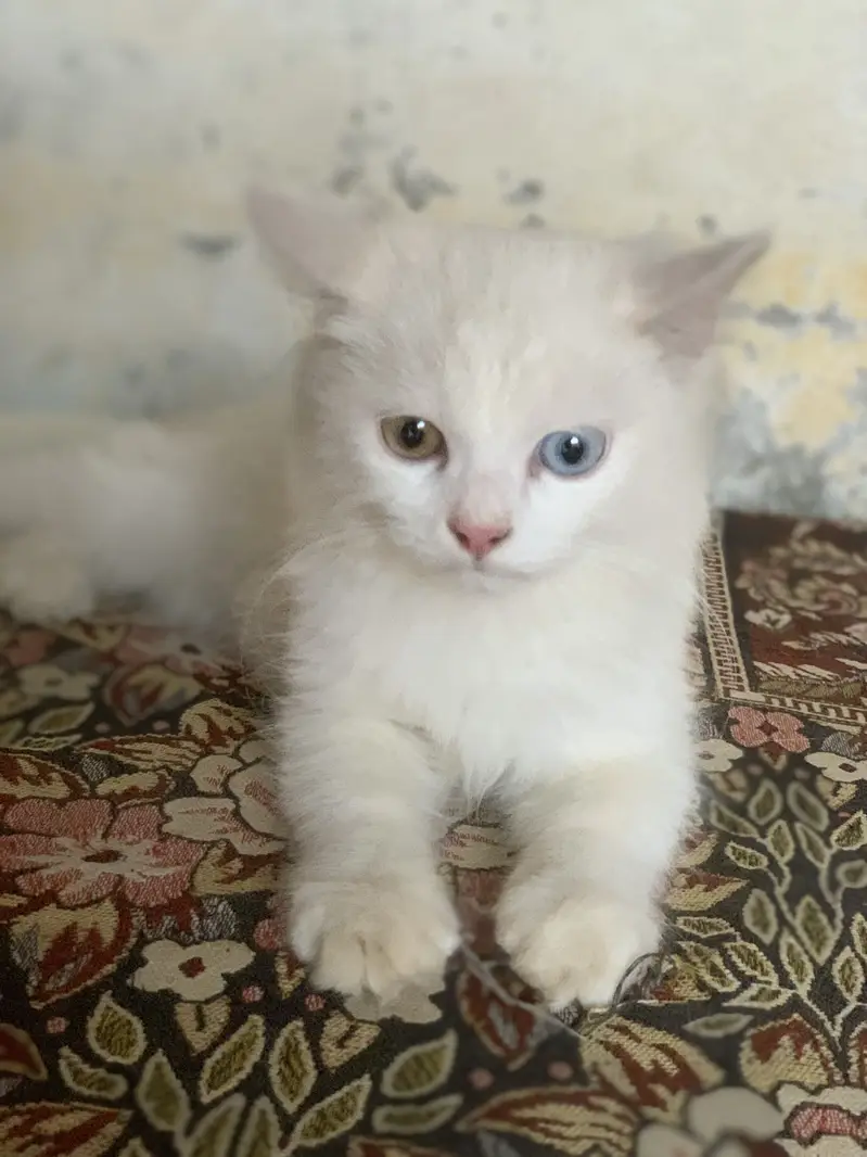 Persion cat — photo 3