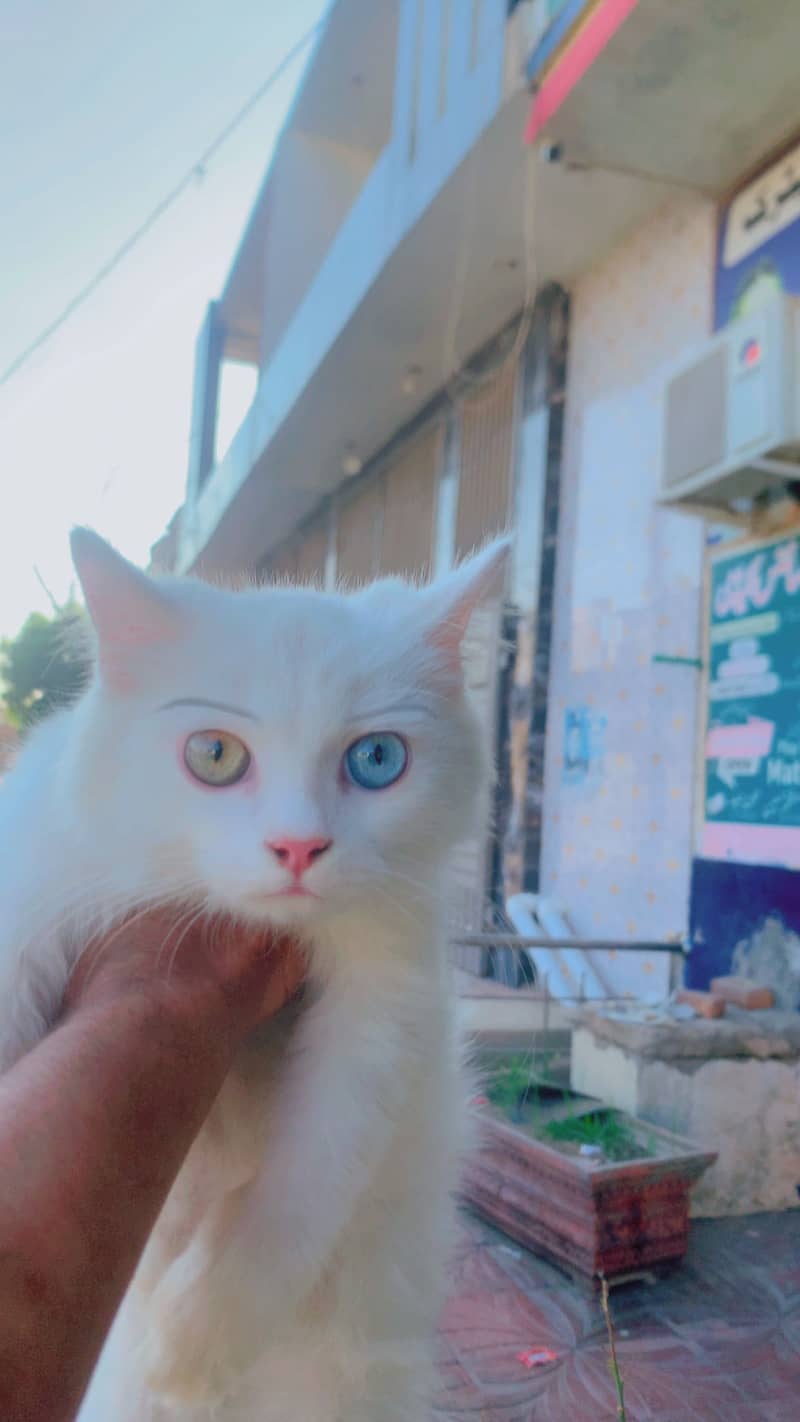 Persion cat 3