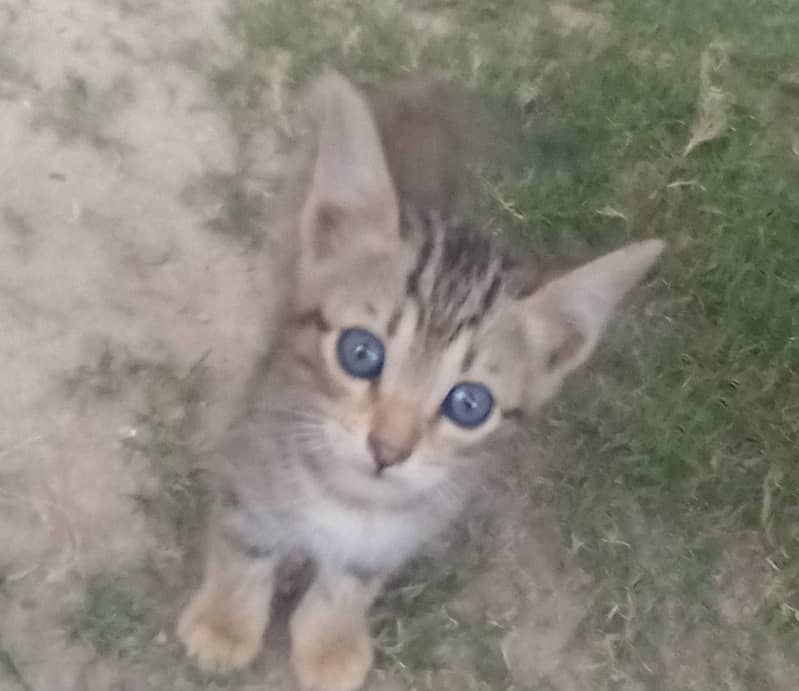cate dasi 0