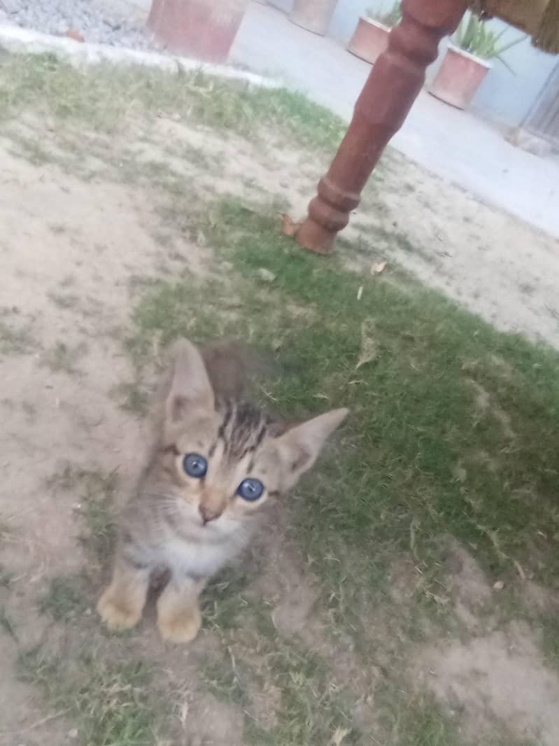 cate dasi 1