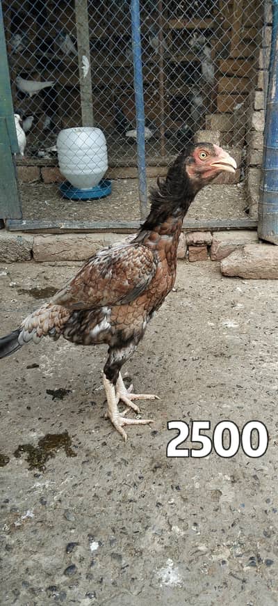 For sall contact number 03238053661