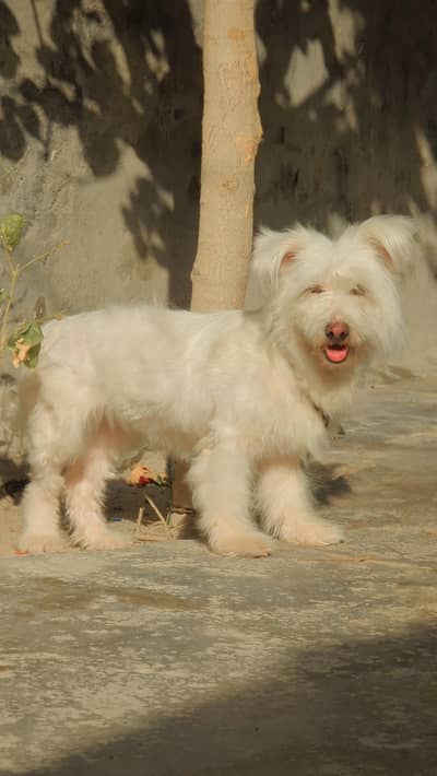 poodle female on heat and Russian male