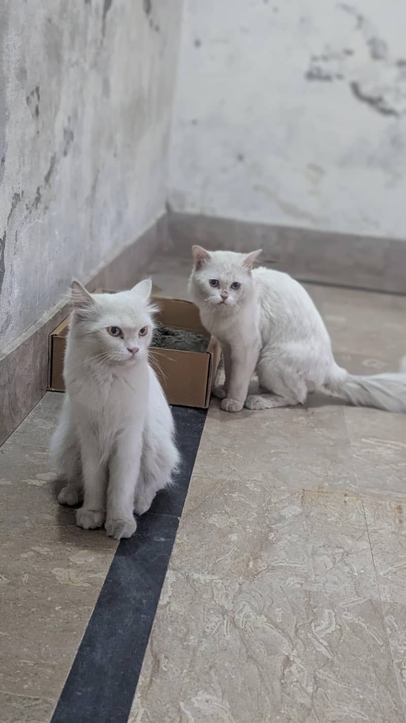 persion cats 0