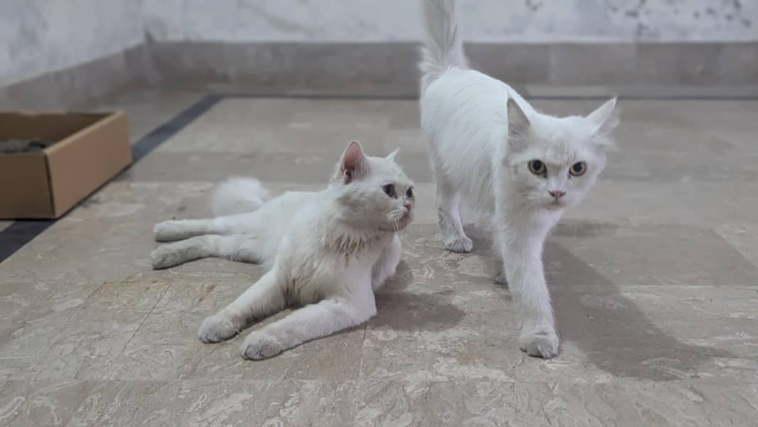 persion cats 1