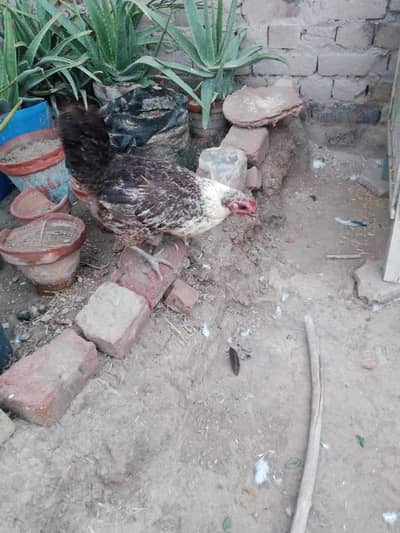 Hen for sale