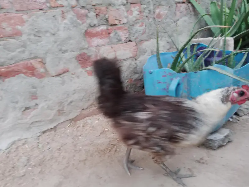 Hen for sale — photo 3