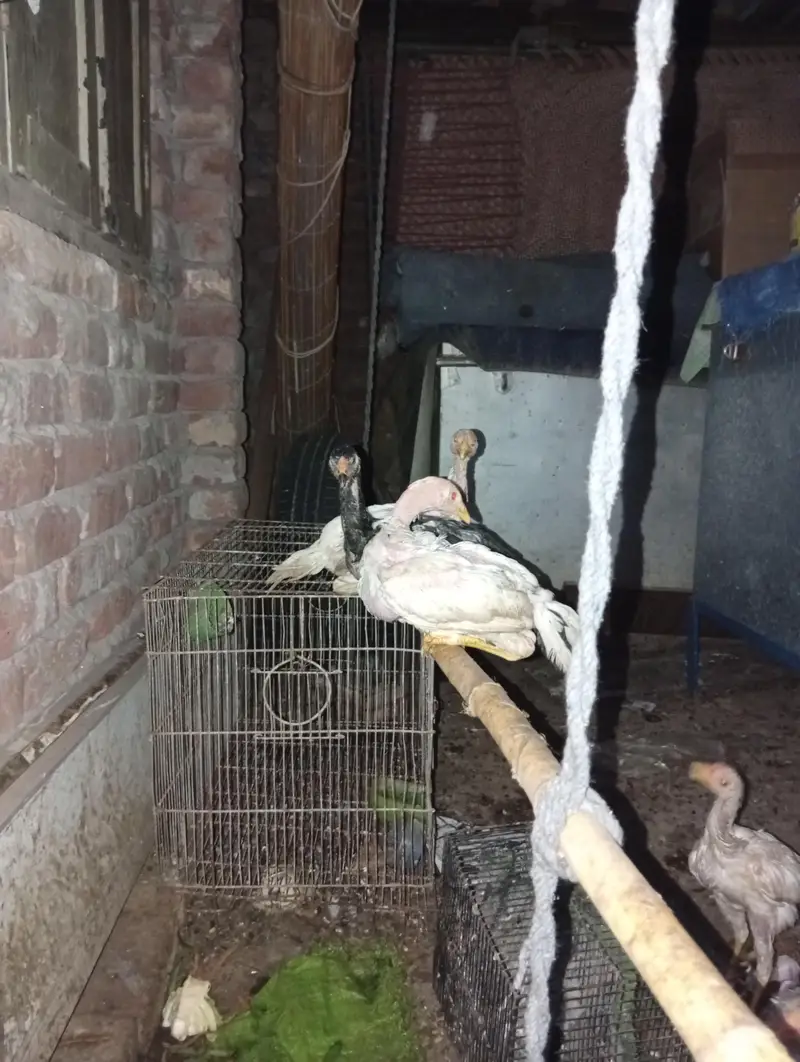 male cocke — photo 4