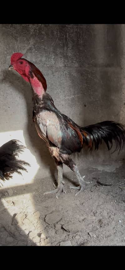 Panas pakoye x dragon panas chicks