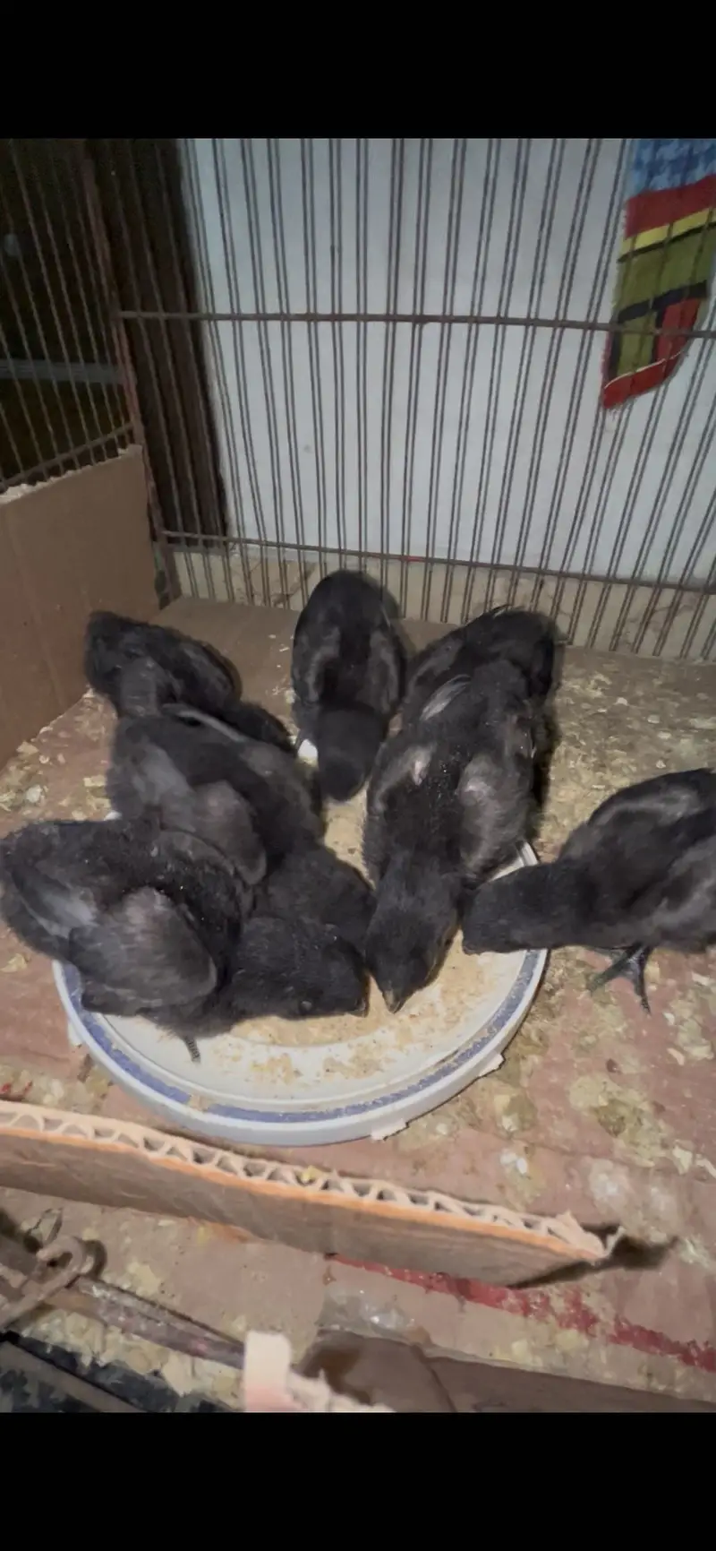 Panas pakoye x dragon panas chicks — photo 2
