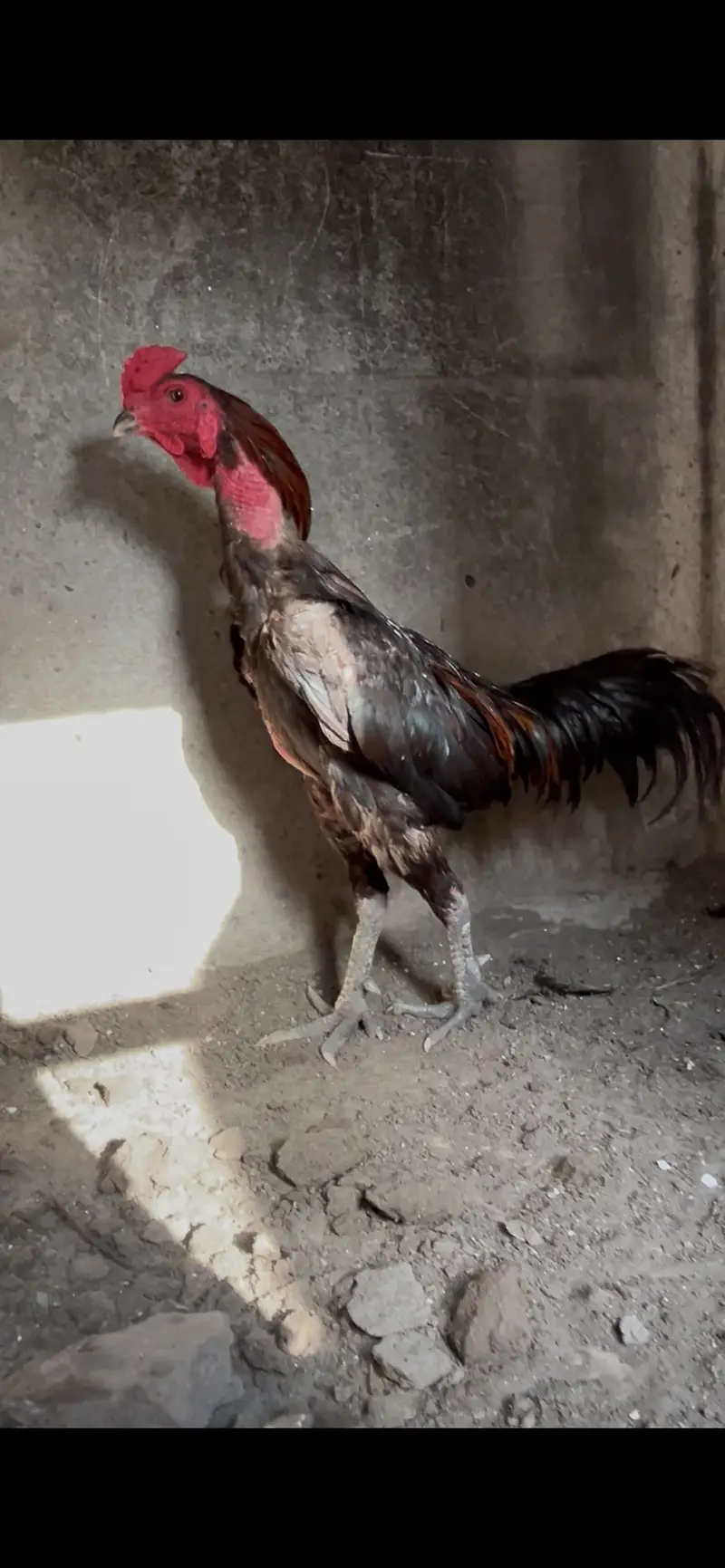 Panas pakoye x dragon panas chicks — photo 3