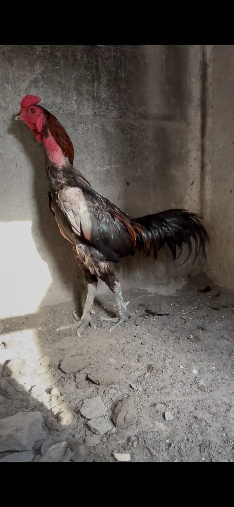 Panas pakoye x dragon panas chicks — photo 5
