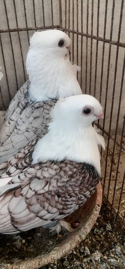 sentient, pouter, saddle frill back