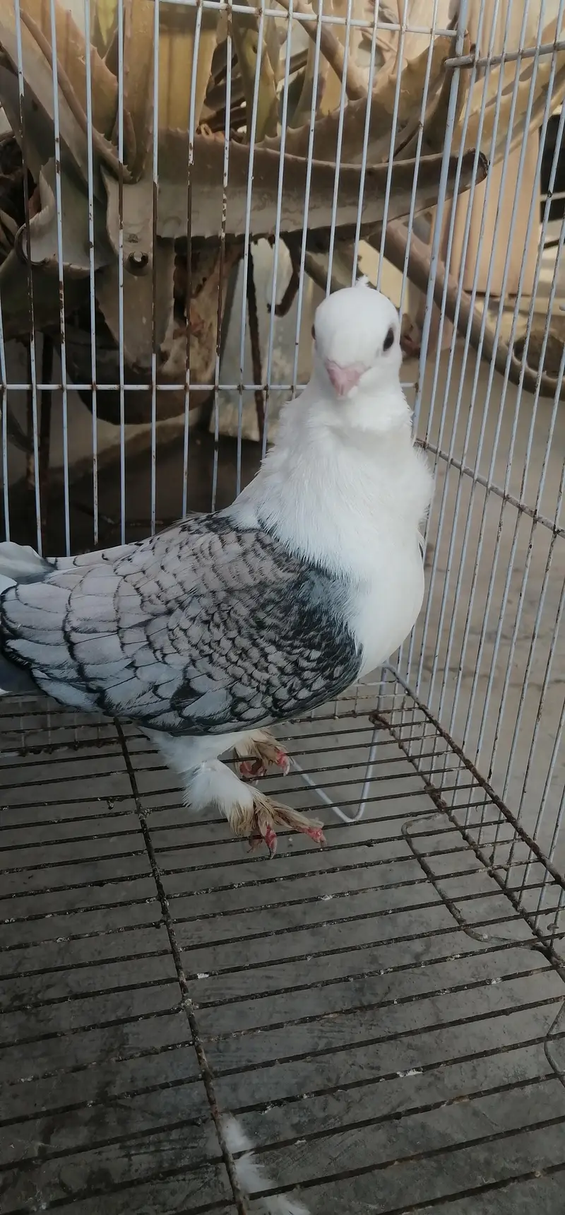 sentient, pouter, saddle frill back — photo 2