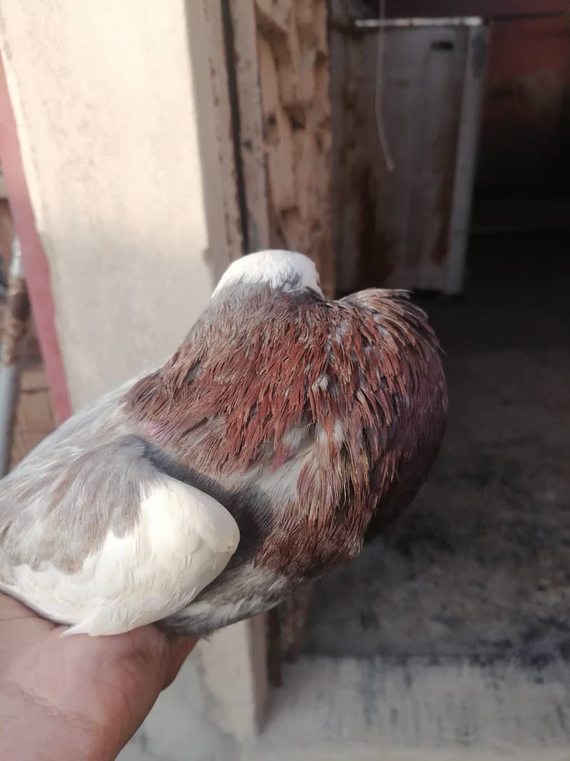 sentient, pouter, saddle frill back 3