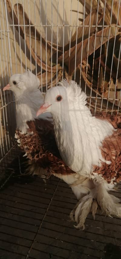 sentient, pouter, saddle frill back